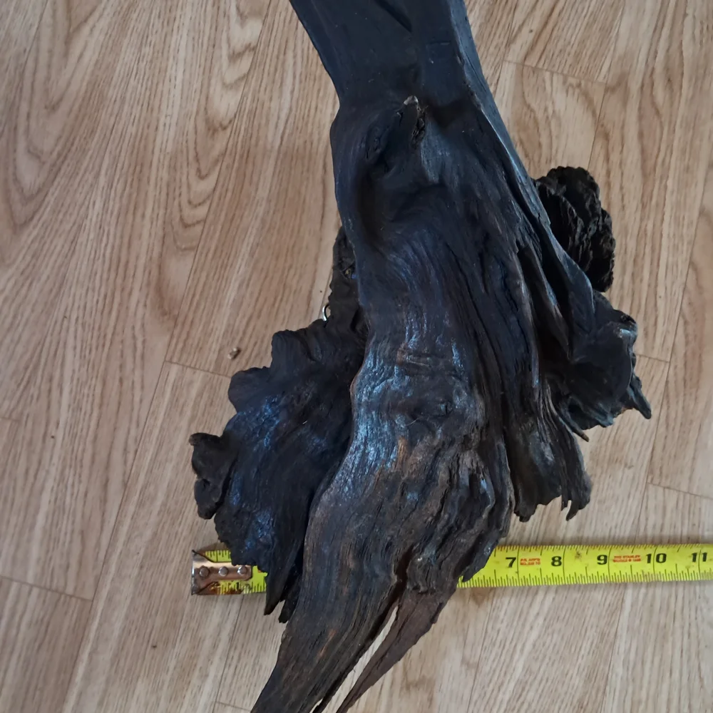Bogwood from S. Louisiana 